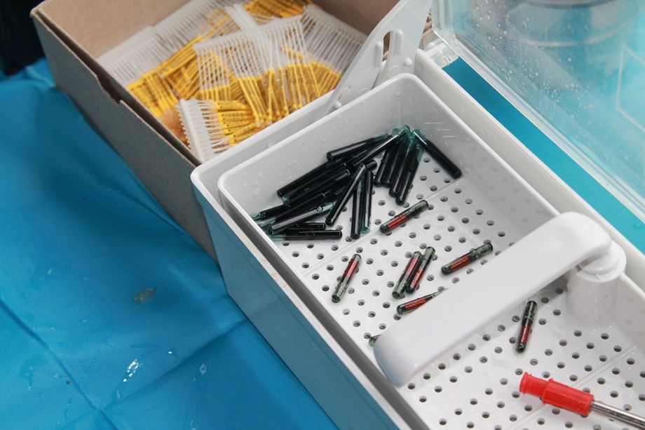 tags for fish tracking
