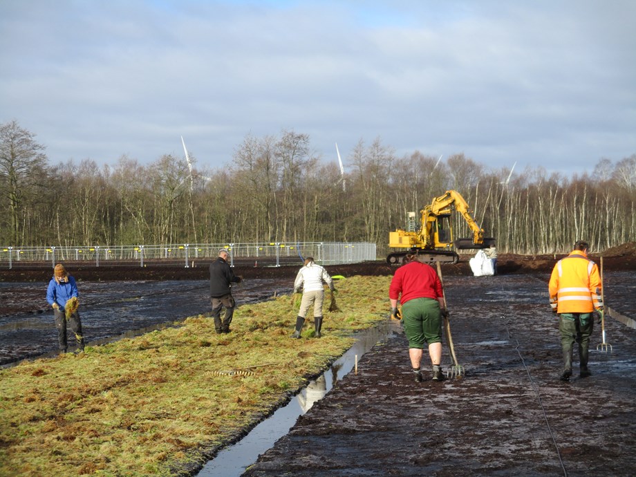 Moss being spread at Barver Moor. Several people with rakes are spreading moss onto the prepared ground.