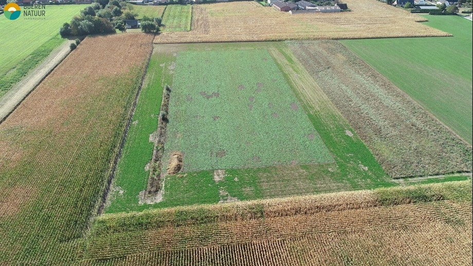 Lapwing plot in Isabellpolder demo site