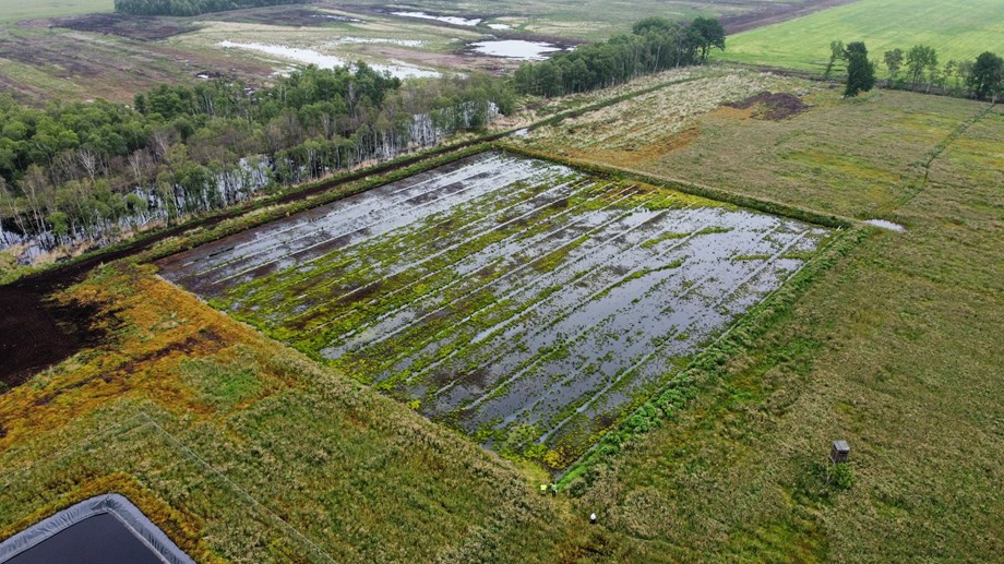 Sphagnum Farm in Lower Saxony - A square polder with moss growing on it, set in the backdrop of a wider rewetting project.
